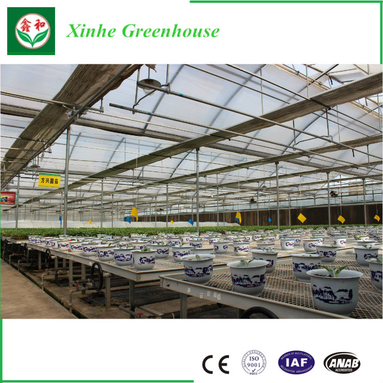 Venlo Tomato Agriculture Multi Wide / Single Span Glass Greenhouse for Sale