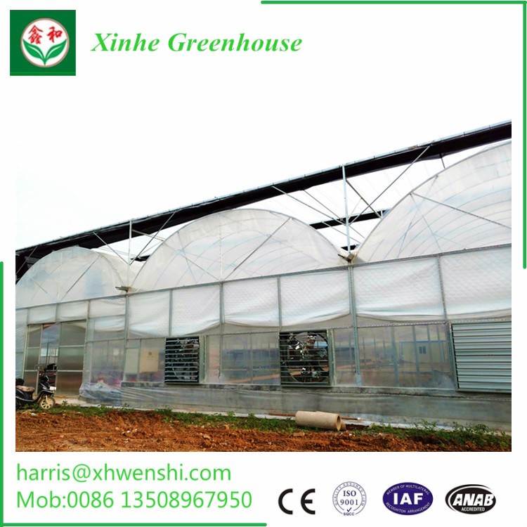 Agriculture Glass/Tempering Glass/Float Glass Greenhouse for Tomato/Fruit