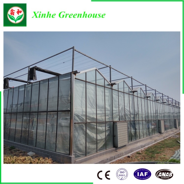 Agriculture Glass/Tempering Glass/Float Glass Greenhouse for Tomato/Fruit