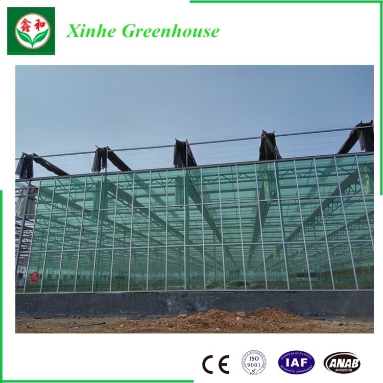 Tempred Glass Greenhouse for Cucumber