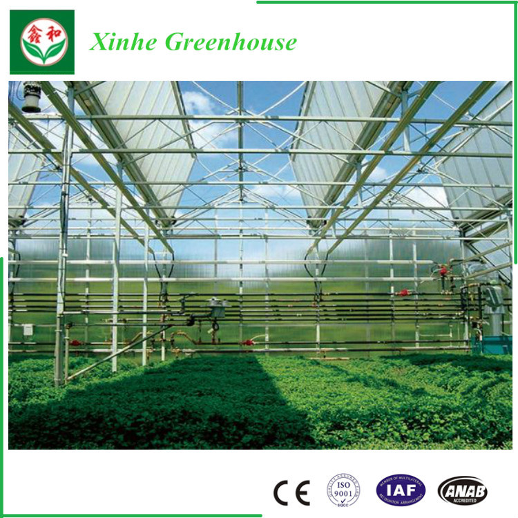 China Turn Key Greenhouse