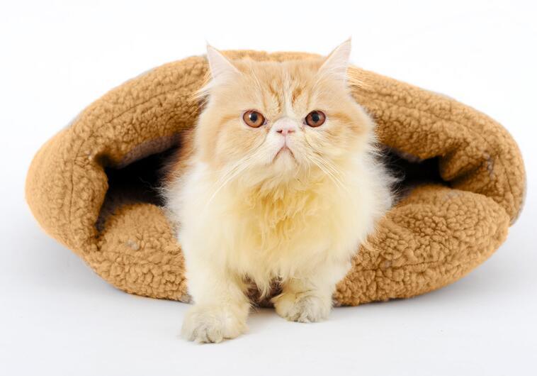 Factory Supply Plush Pet Bed/Bag